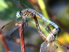 (Blue Dasher) mating wheelie