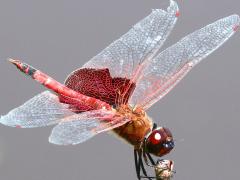 (Carolina Saddlebags) male front