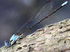 (Blue-fronted Dancer) male