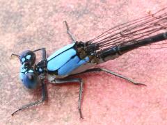 (Blue-fronted Dancer) male head