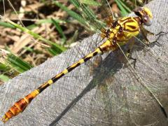 (Eastern Ringtail) male dorsal