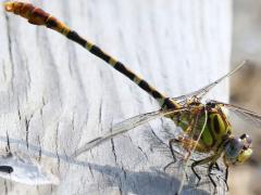 (Eastern Ringtail) male lateral