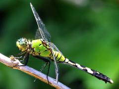 (Eastern Pondhawk) female lateral