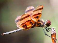 (Halloween Pennant) male