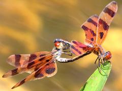 (Halloween Pennant) mating wheel