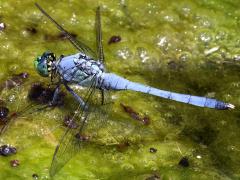 (Eastern Pondhawk) male