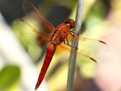 (Neon Skimmer) male profile