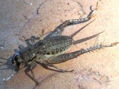 (Japanese Burrowing Cricket) paralyzed dorsal