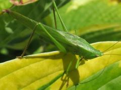 (Common Conehead) male