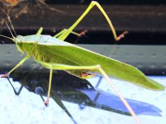 (Fork-tailed Bush Katydid) male Shirlee