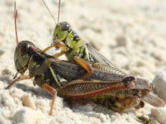 (Red-legged Grasshopper) mating