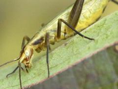 (Forbes' Tree Cricket) female head