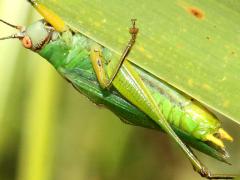 (Black-legged Meadow Katydid) male stridulating