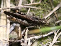 (Green-striped Grasshopper) lateral