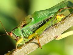 (Black-legged Meadow Katydid) male stridulating