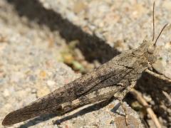 (Carolina Grasshopper) dorsal