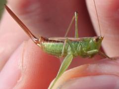 (Short-winged Meadow Katydid) female