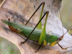 (Black-legged Meadow Katydid) female