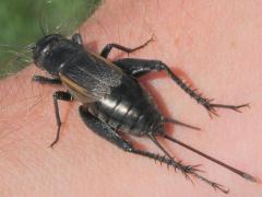 (Fall Field Cricket) female