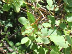 (Japonica Bush Katydid) lateral