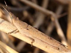 (Gaudy Grasshopper) dorsal