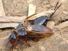 (Two-spotted Cricket) dorsal