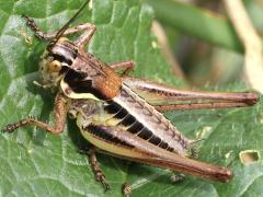 (Parapholidoptera Shieldback) male lateral