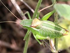 (Sickle-bearing Bushcricket) male