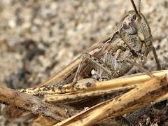 (Maritime Grasshopper) head