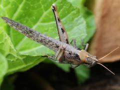 (Gray Bird Grasshopper) female dorsal