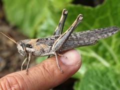 (Gray Bird Grasshopper) female lateral