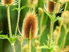 (Cutleaf Teasel)