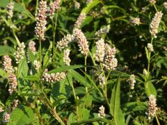 (Pennsylvania Knotweed)