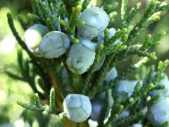 (Eastern Red Cedar) female cones