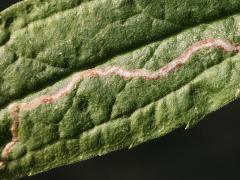 Phytomyza Leafminer Fly upperside mine on Tall Goldenrod