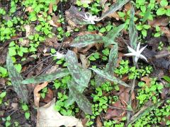 (White Trout Lily)