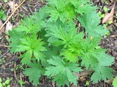 (Motherwort)