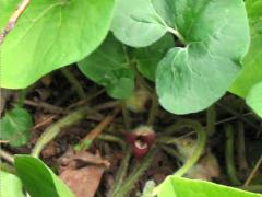 (Wild Ginger) flower