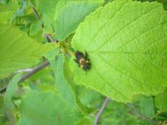 (American Hazelnut)