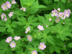 (Wild Geranium)