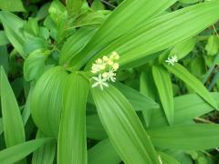 (Starry Solomon's Seal)