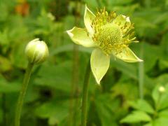 (Tall Anemone)