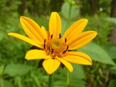 (False Sunflower)