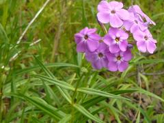 (Marsh Phlox)