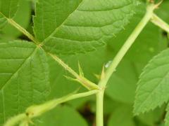 (Illinois Rose) stipule