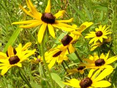 (Black-eyed Susan)