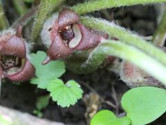 (Wild Ginger) flowers