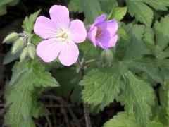 (Wild Geranium)