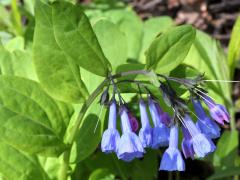 (Virginia Bluebells)