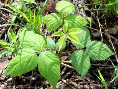 (American Red Raspberry)